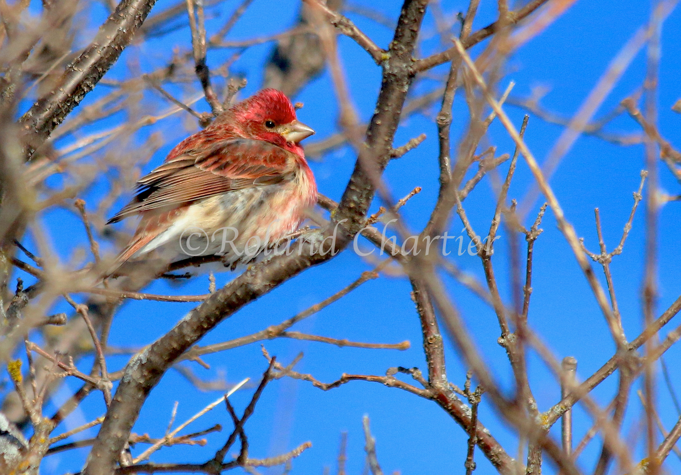 A Rosefinch perched on a branch